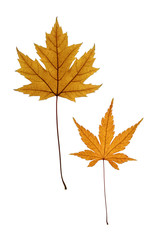 Silver and Japanese Maple Leaves Isolated on White