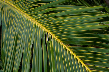 palmenblatt texture