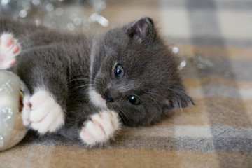 grey kitten playing with christmas decoration