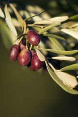 Olives et Oiviers
