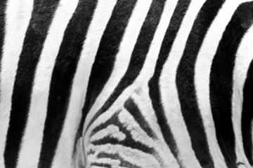 Fototapeta na wymiar Zebra skóry czarne i białe