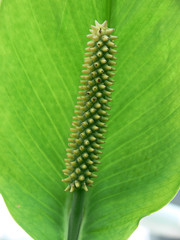 Decorative plant: spathyfillum