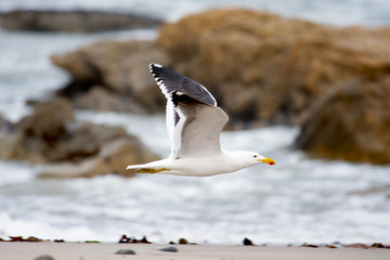 Gaviota al vuelo