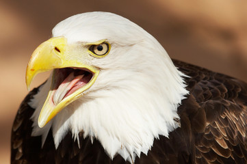 Naklejka premium Águila americana