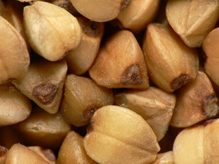 Fototapeta premium Buckwheat seeds close-up