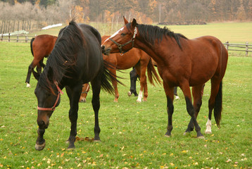 horse 22