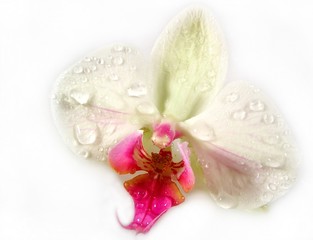 Fototapeta na wymiar wet orchidea