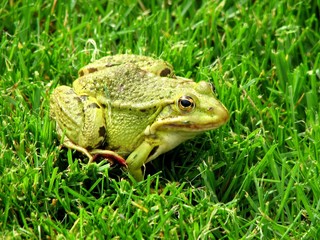 Green Frog on lawn