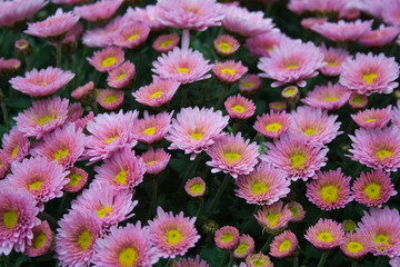 Purple mums