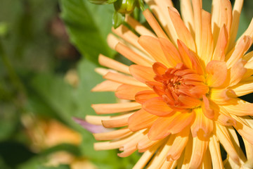Orange Dahlia