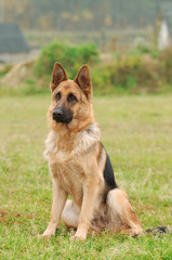 Germa Shephard dog