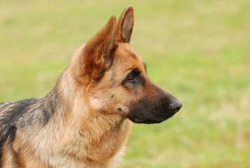 Germa Shephard dog