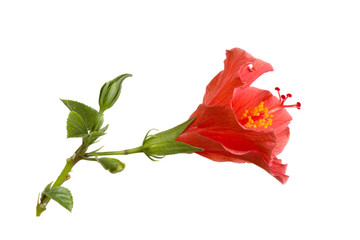 Tropical Hibiscus © EuToch