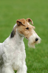 Fox Terrier dog portrait