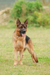 German shephard dog