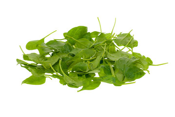 fresh spinach leaves