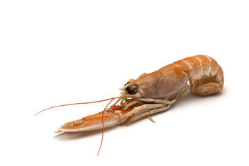 shrimp on white background