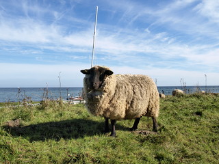 Schaf auf dem Deich