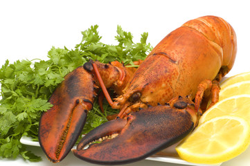lobster on plate with lemon and parsley on white background
