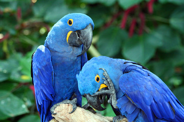 Macaw