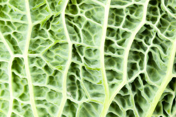close-up of a kale