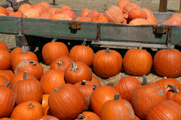 Pumpkins