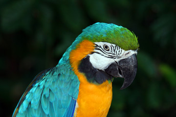Macaw