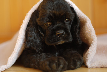 cocker spaniel puppy peeking out from under blanket