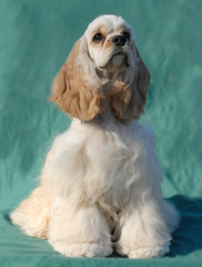cocker spaniel puppy