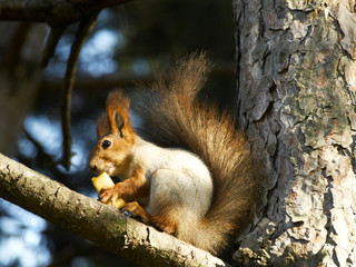 squirrel on the tree