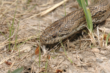 Kingsnake In The Grass