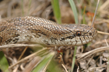 Prairie Kingsnake