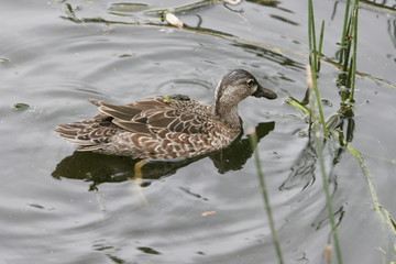 Obraz premium wild duck in the pond