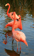 red flamingo in a park