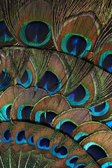 Fragment of the peacock fan - 5081204