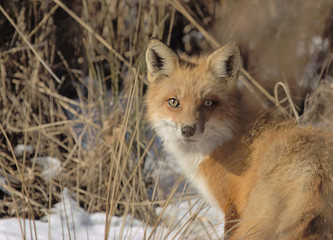 Red Fox