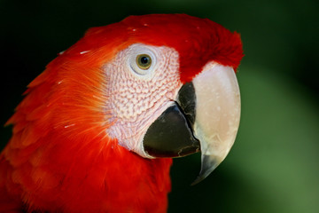 red macaw portrait