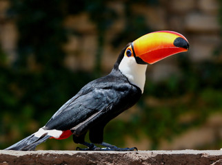 tucan