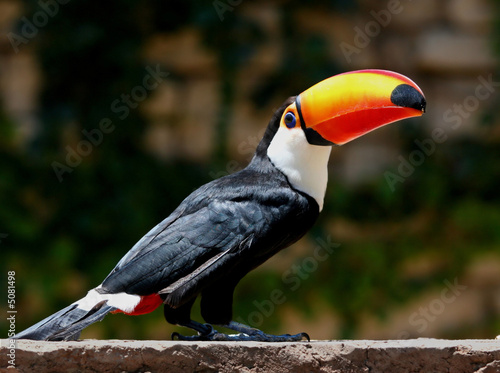 TÉLÉCHARGER 1 TUCAN