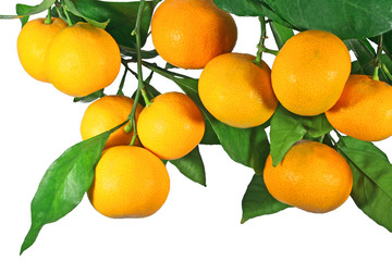 Tangerine fruit on a tree, isolated on white