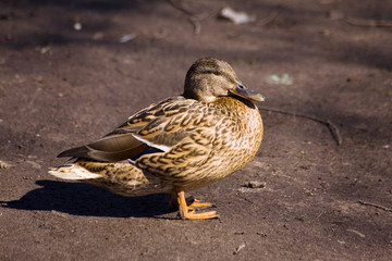 duck