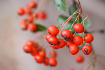 pyracantha berries