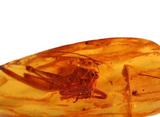 amber