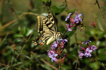 ButterFly 4