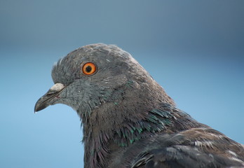 Pigeon 1