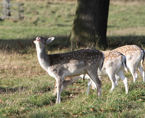 fallow deer