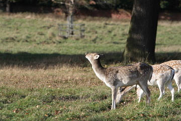 Naklejka na ściany i meble fallow deer