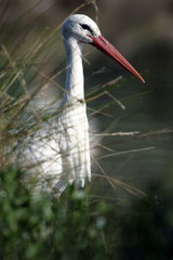 Cigogne blanche