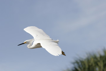 white bird flying