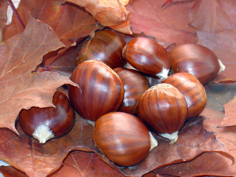 castanhas